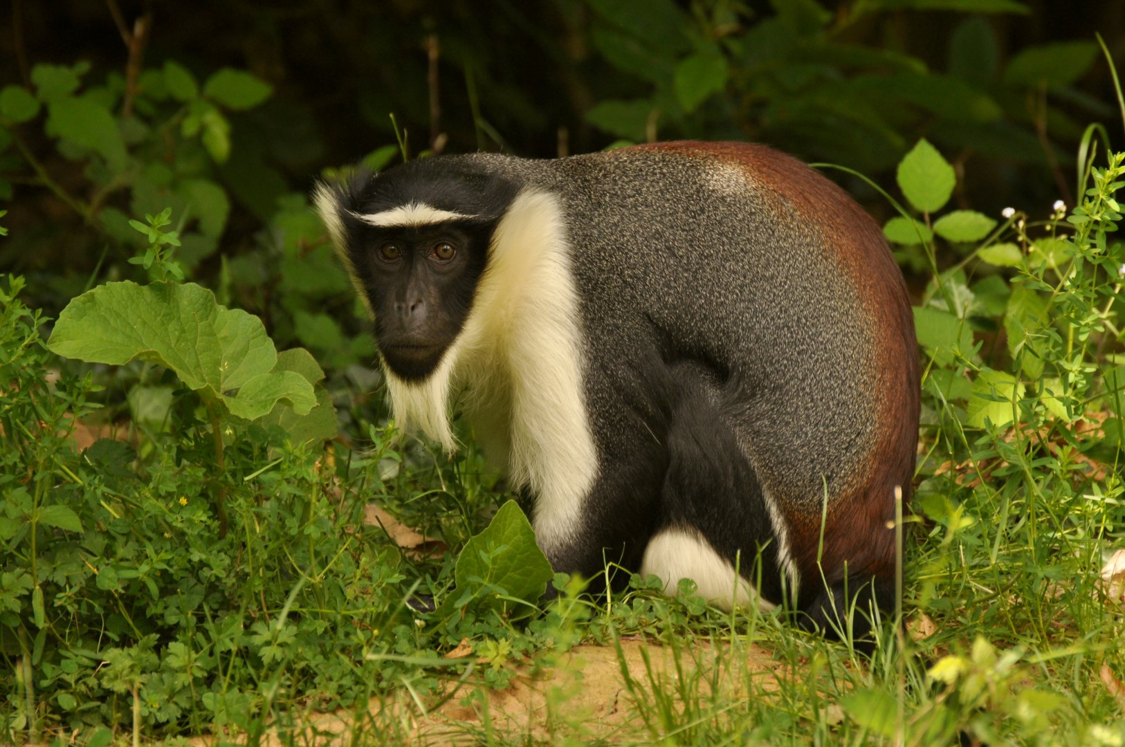 Roloway monkey (Cercopithecus roloway)