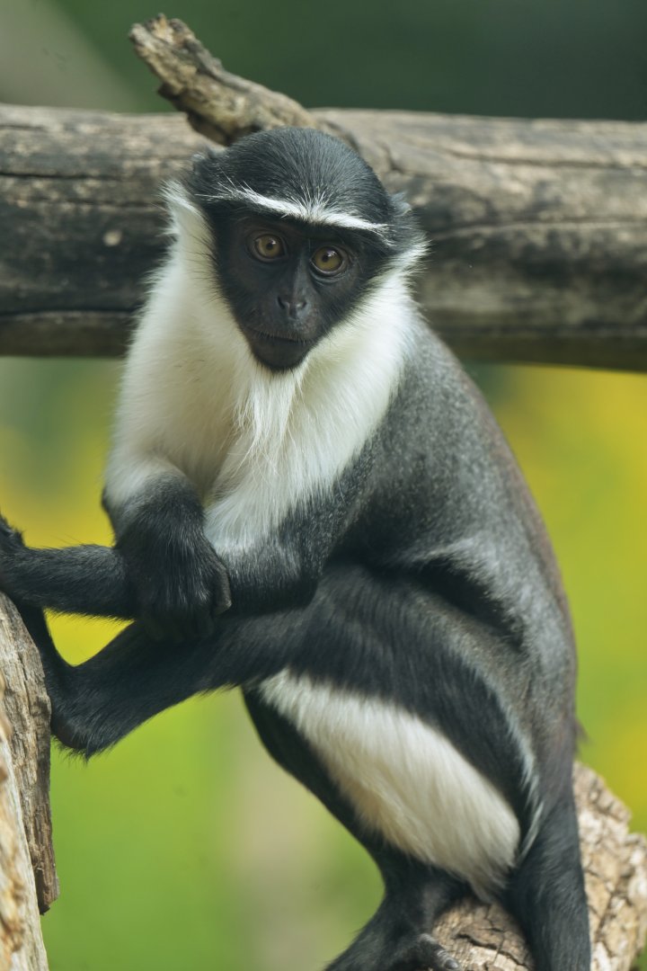 Roloway monkey (Cercopithecus roloway)