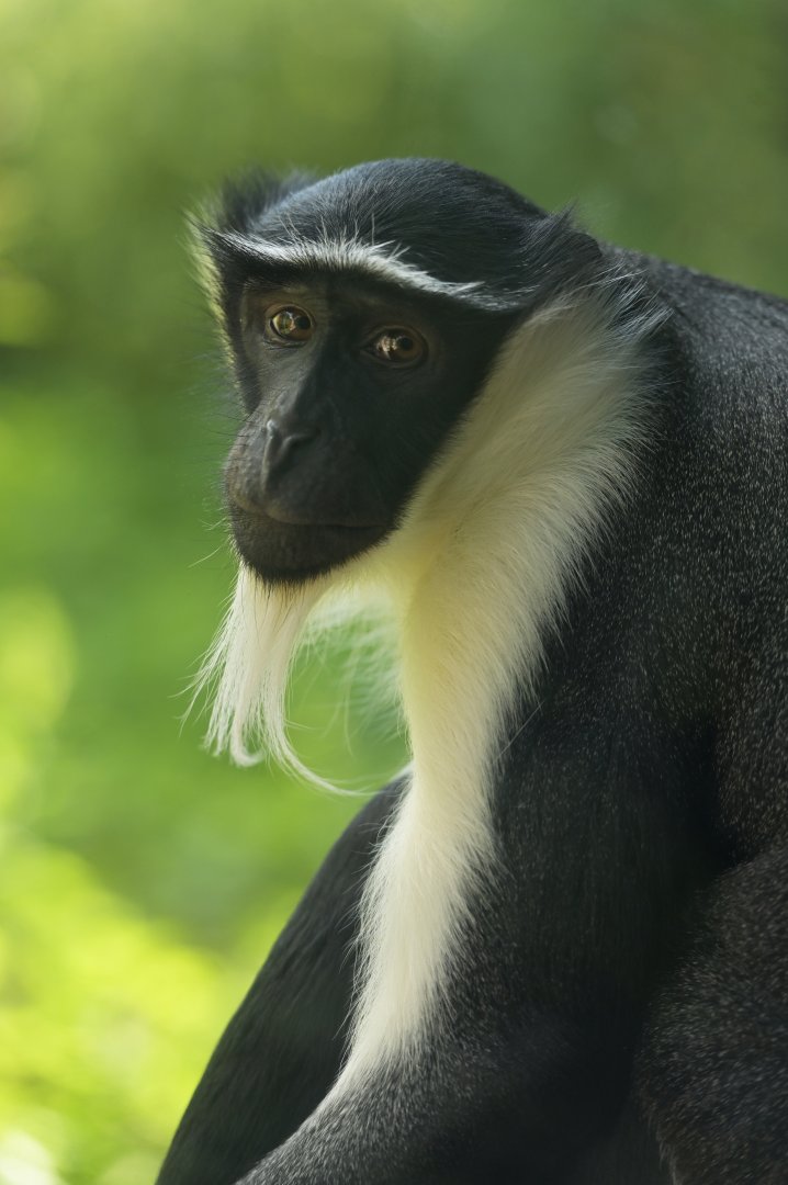 Roloway monkey (Cercopithecus roloway)