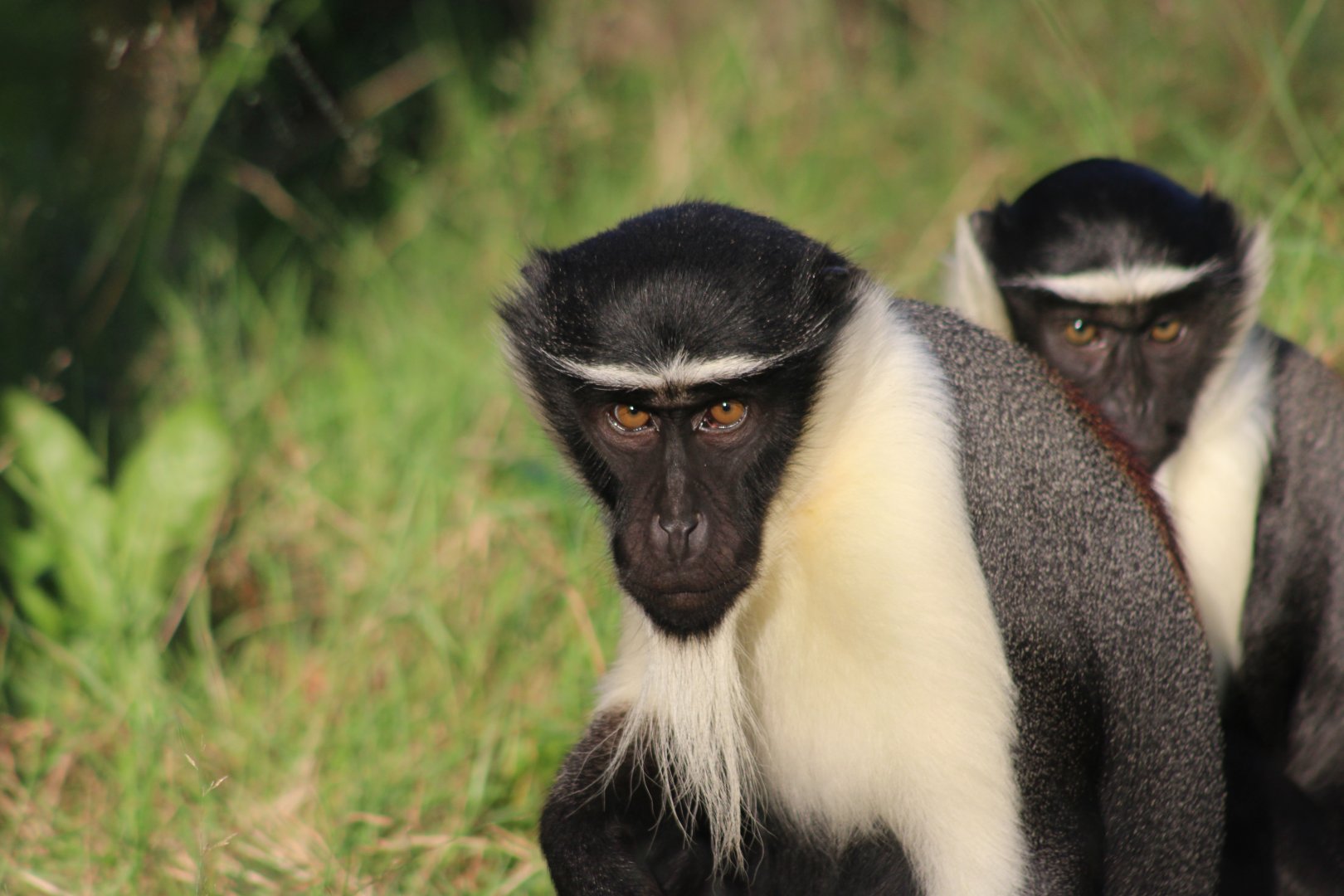 Roloway monkey (Cercopithecus roloway)