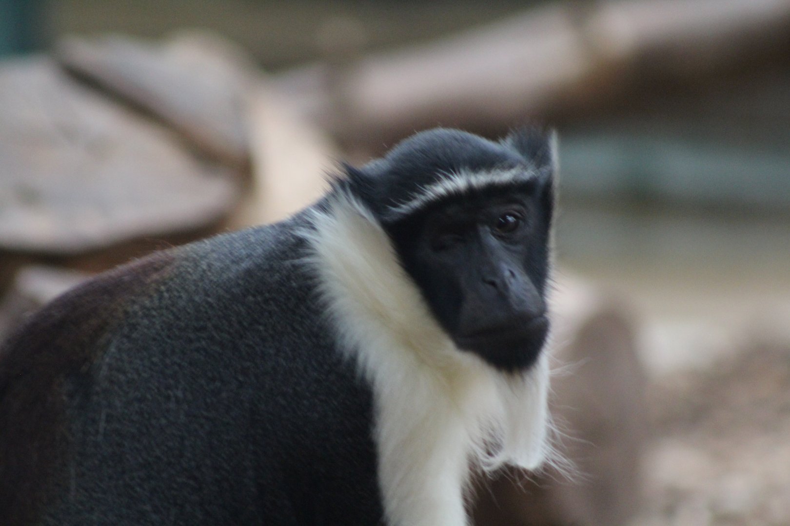Roloway Monkey Chester Zoo 6 May 2024