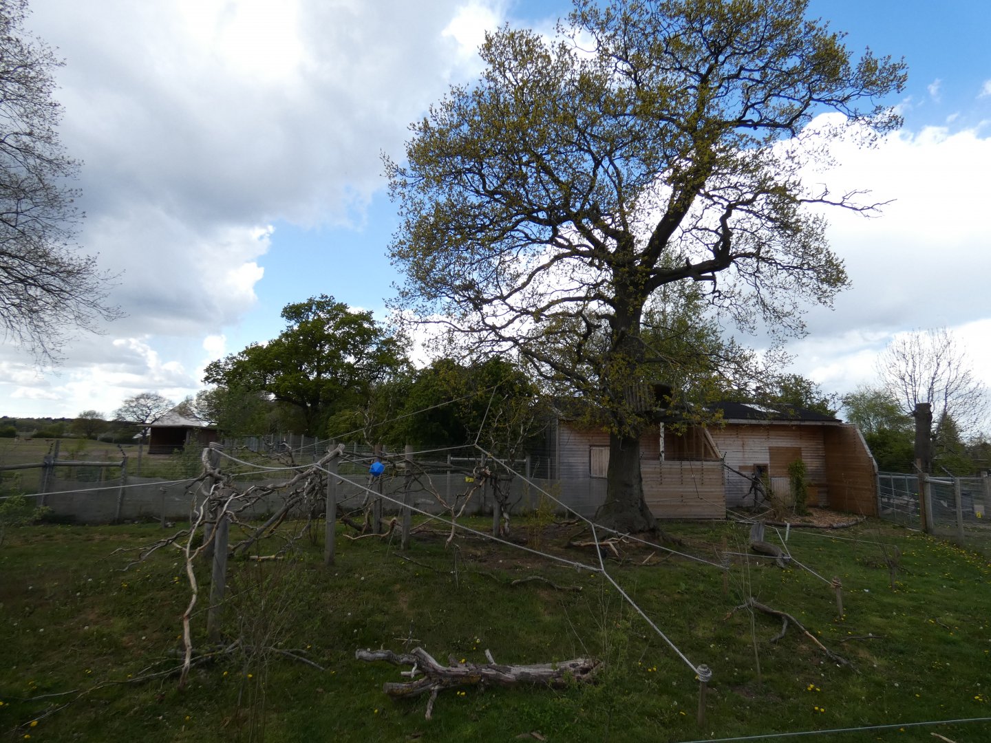 Roloway monkey enclosure