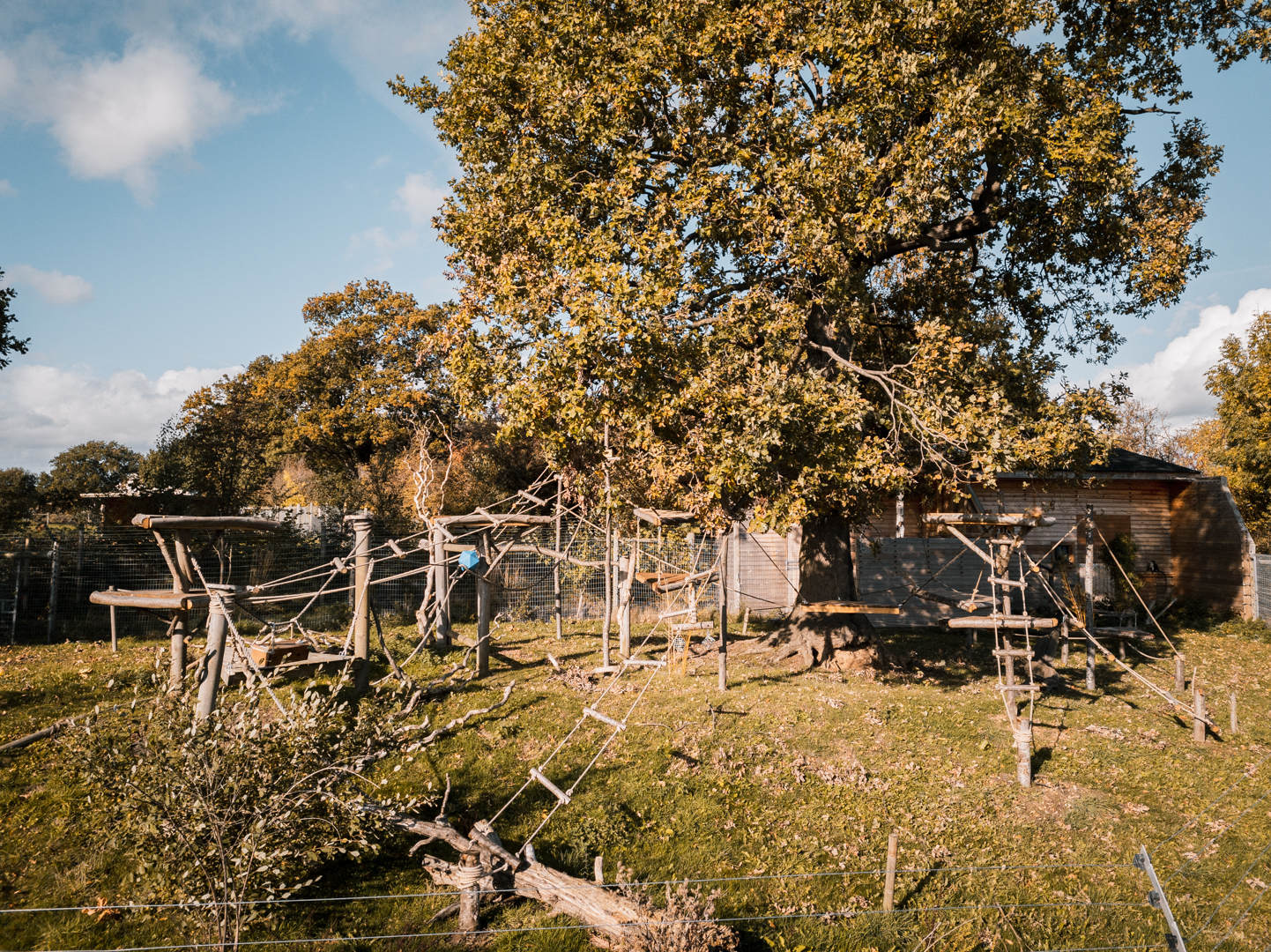 Roloway Monkey enclosure