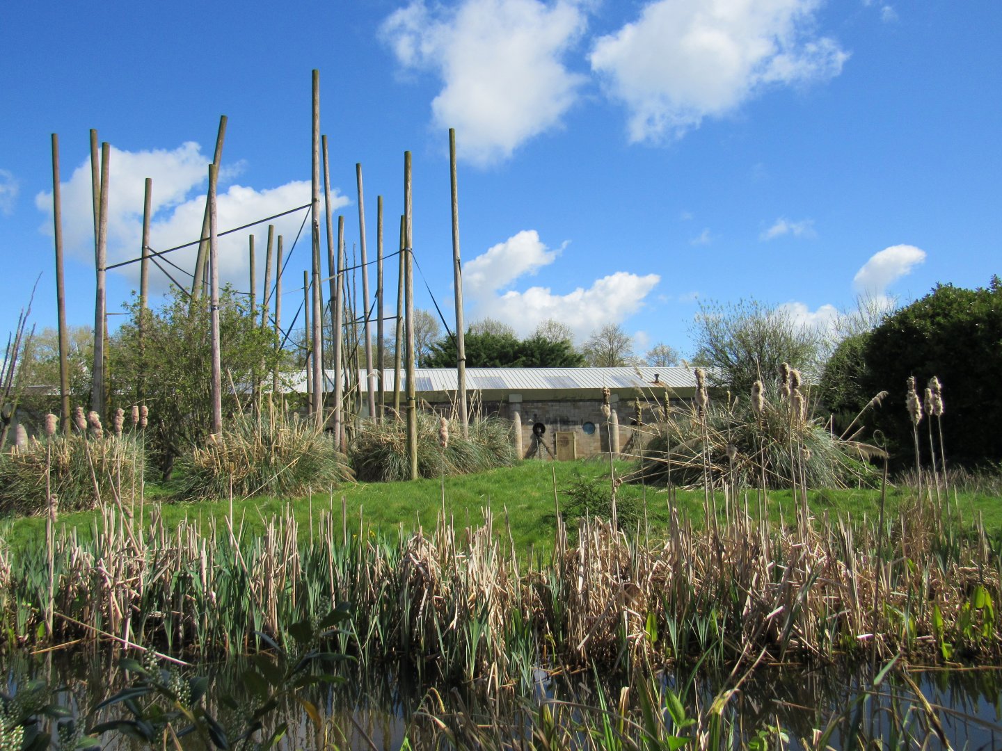 Roloway monkey enclosure