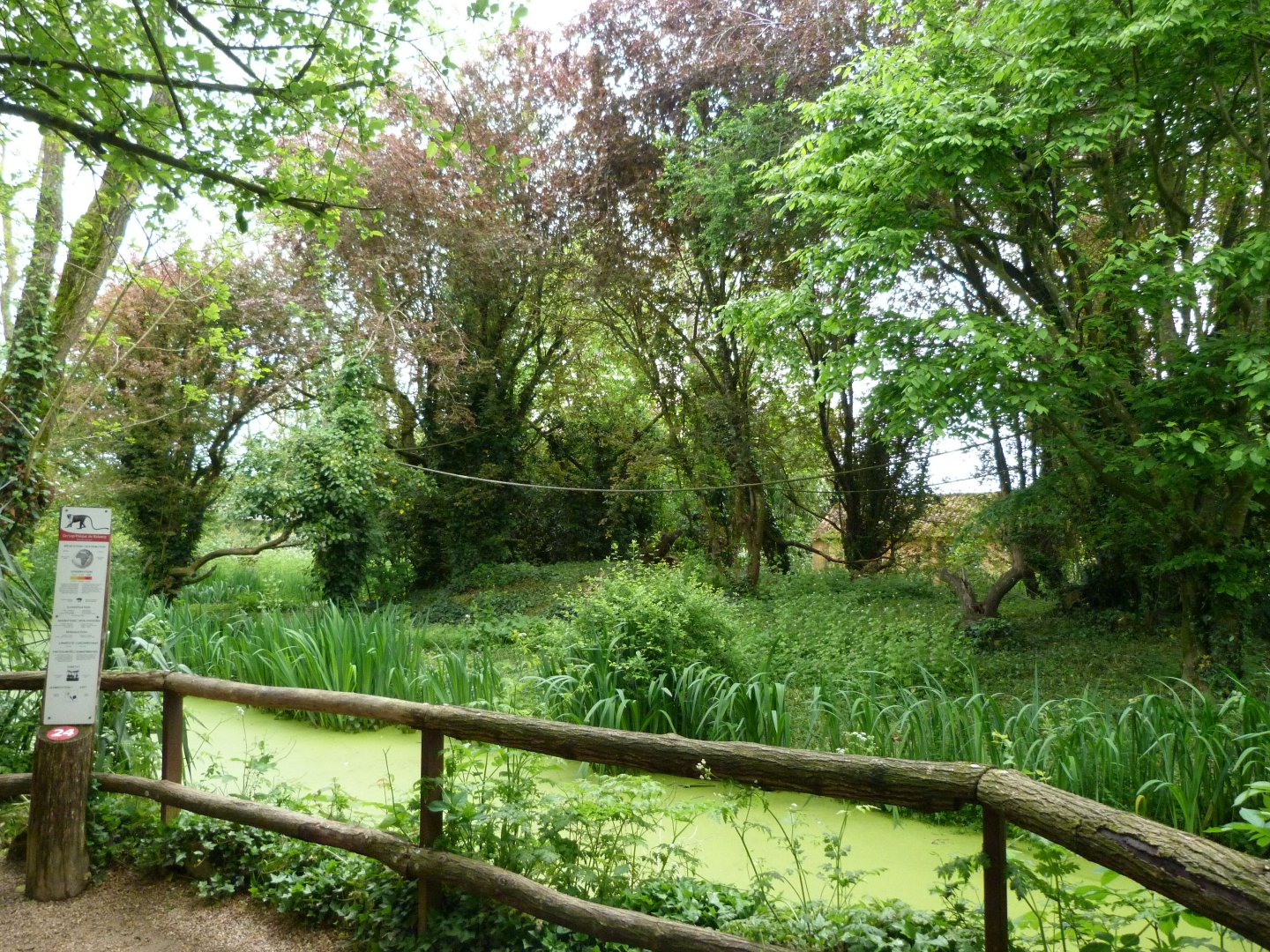 Roloway monkey exhibit -Bioparc de Doué la Fontaine (2025)
