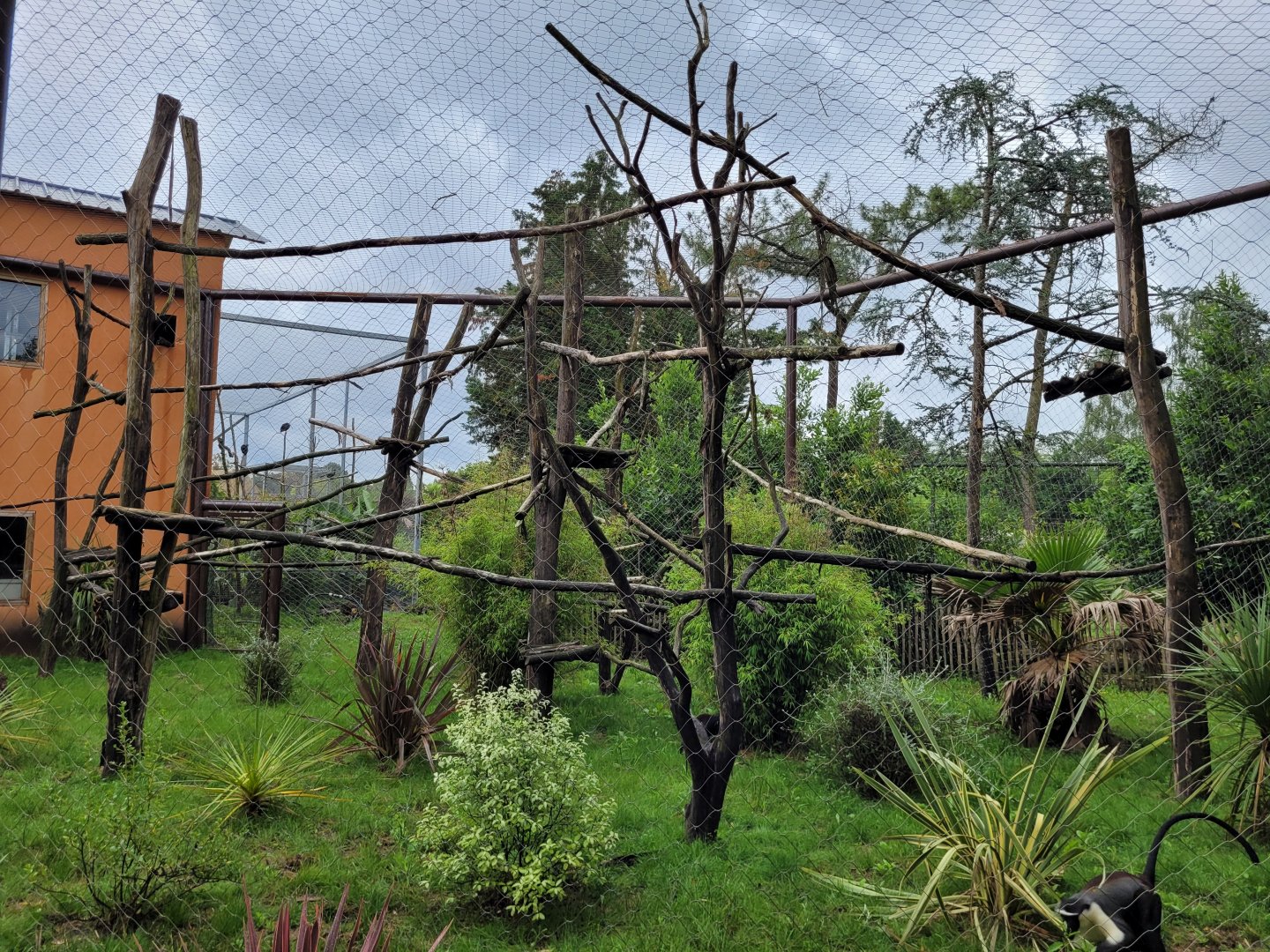 Roloway monkey exhibit -Zoo du bassin d'Arcachon (2024)