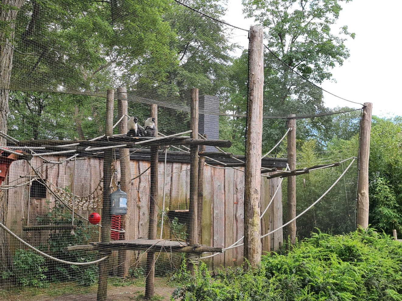 Roloway monkey exhibit