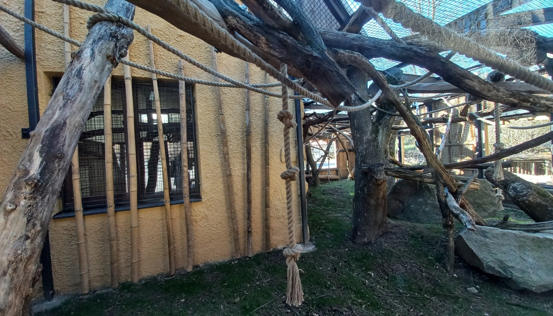 Roloway monkey exhibit