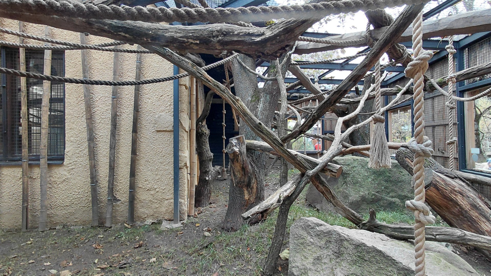 Roloway monkey exhibit