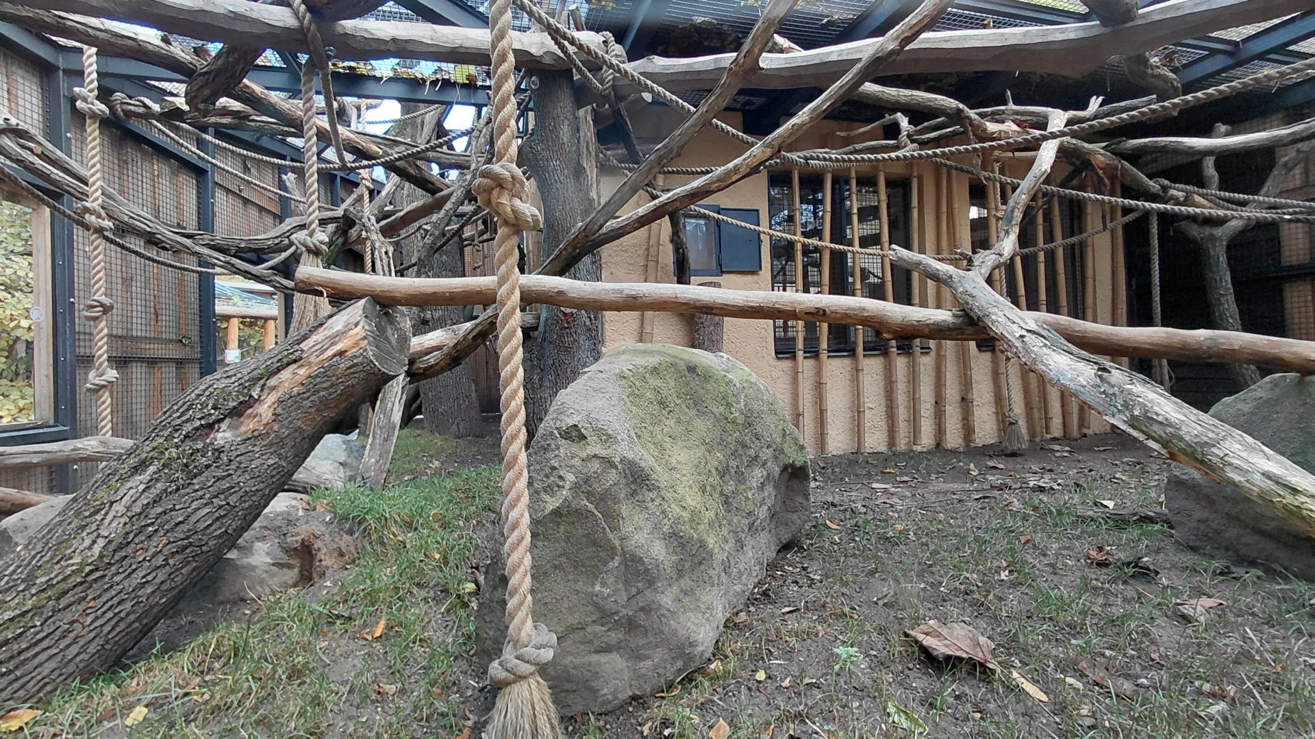 Roloway monkey exhibit