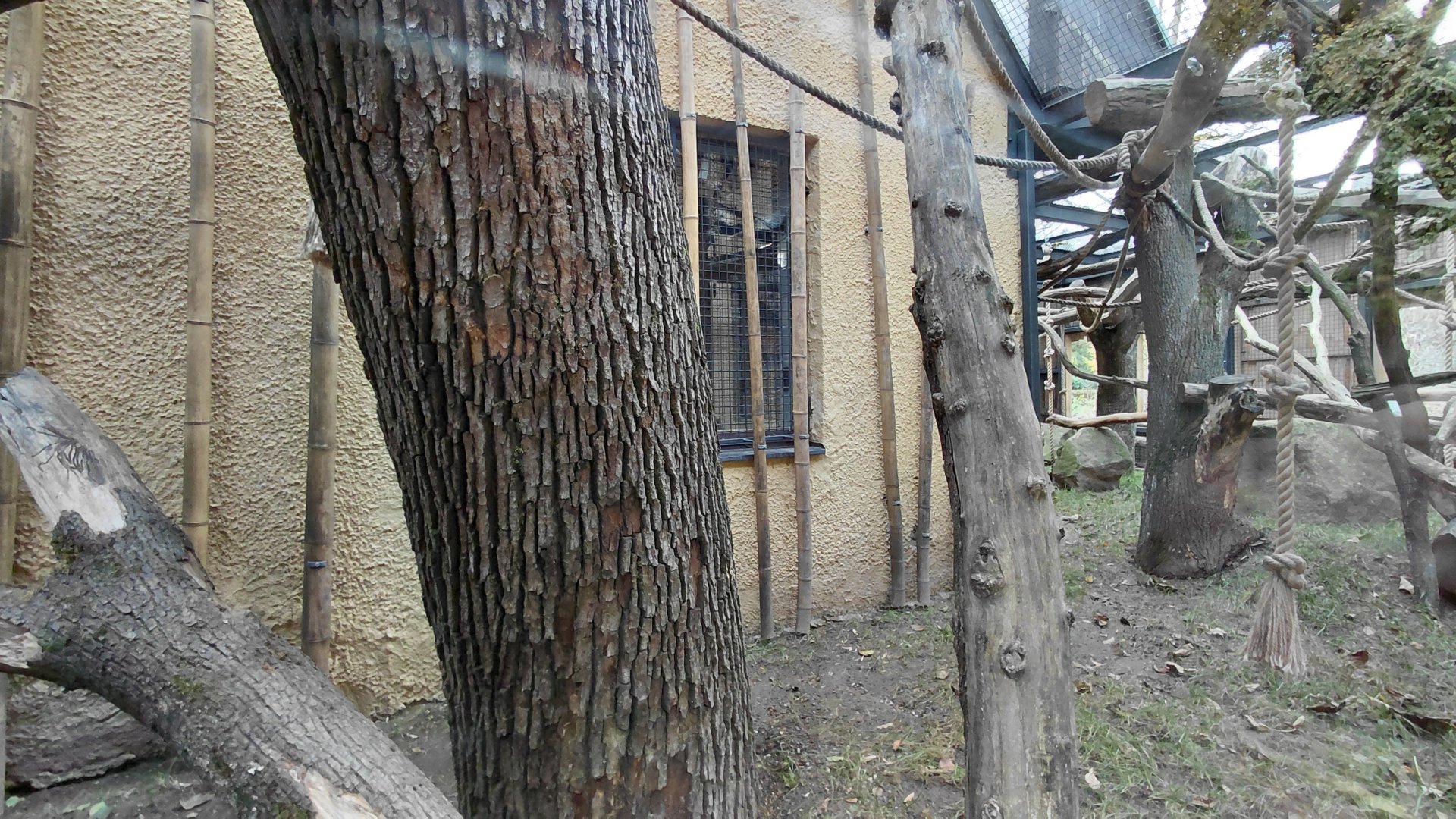 Roloway monkey exhibit