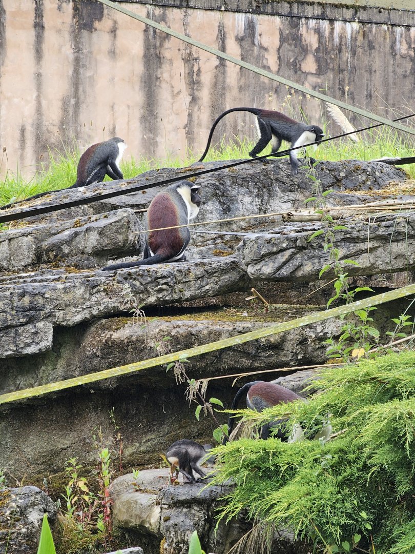 Roloway Monkey family