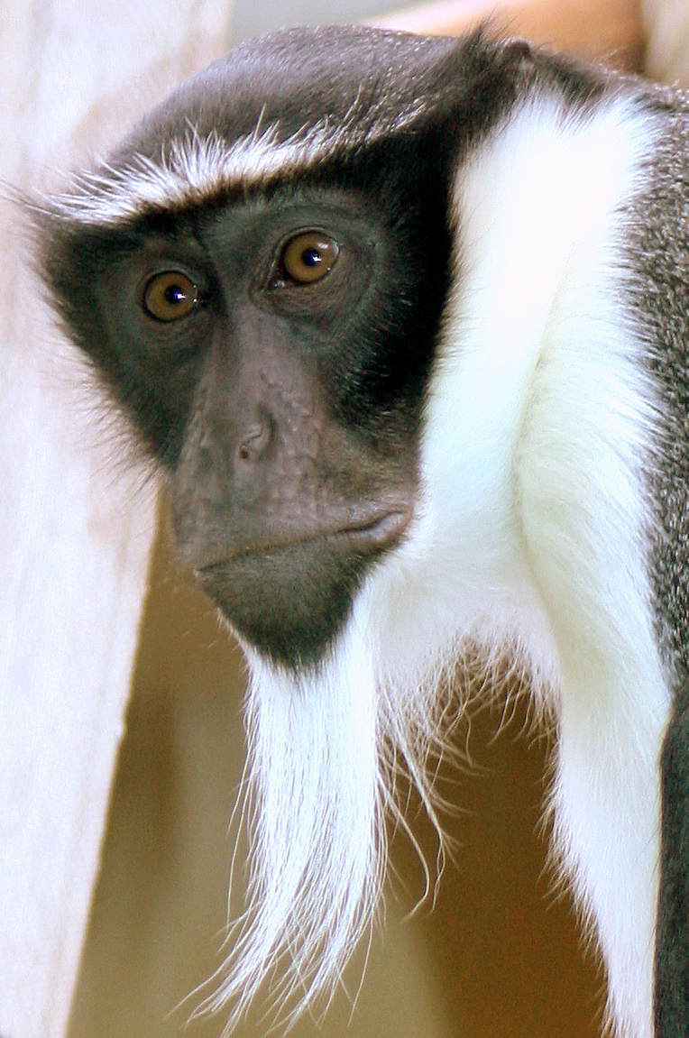 Roloway monkey; Heidelberg; 3rd September 2010