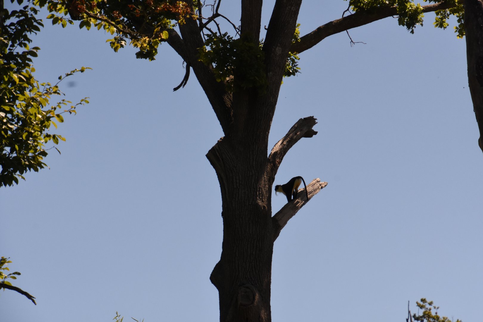 Roloway Monkey in the tree