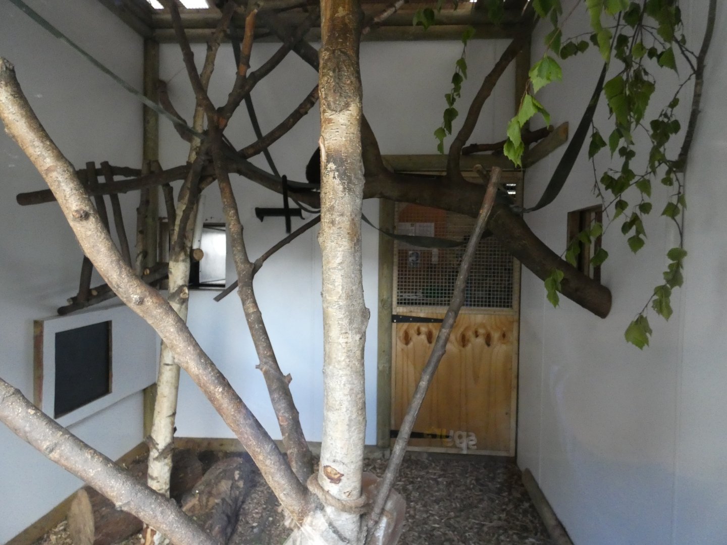 Roloway monkey indoor enclosure
