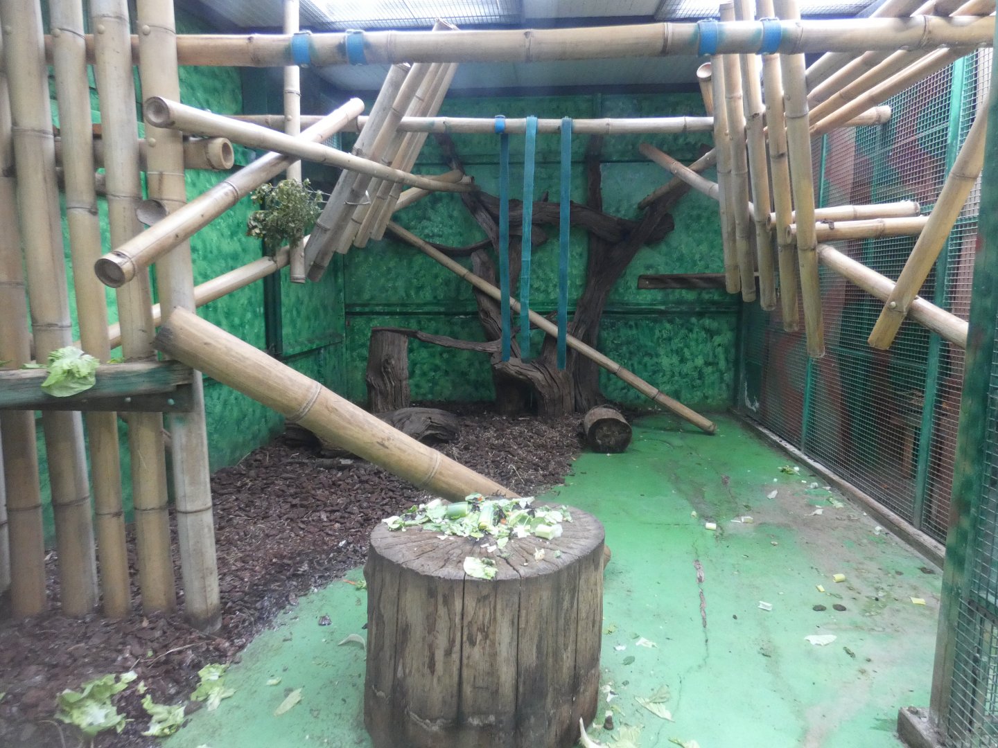 Roloway monkey indoor enclosure