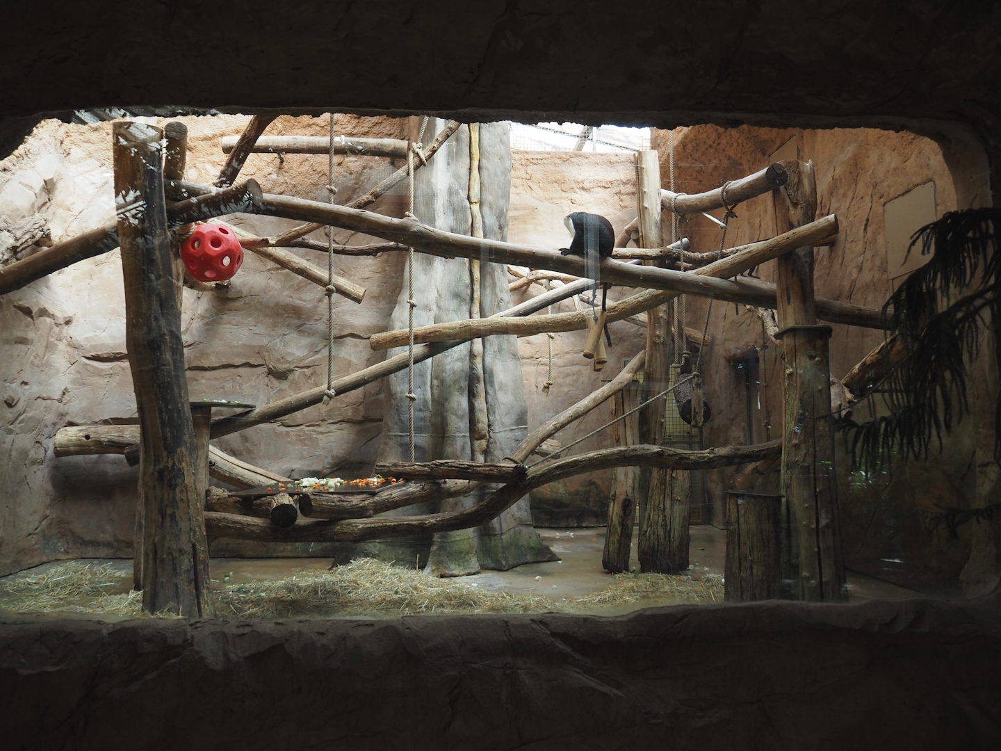 Roloway monkey indoor exhibit, 2024-06-08