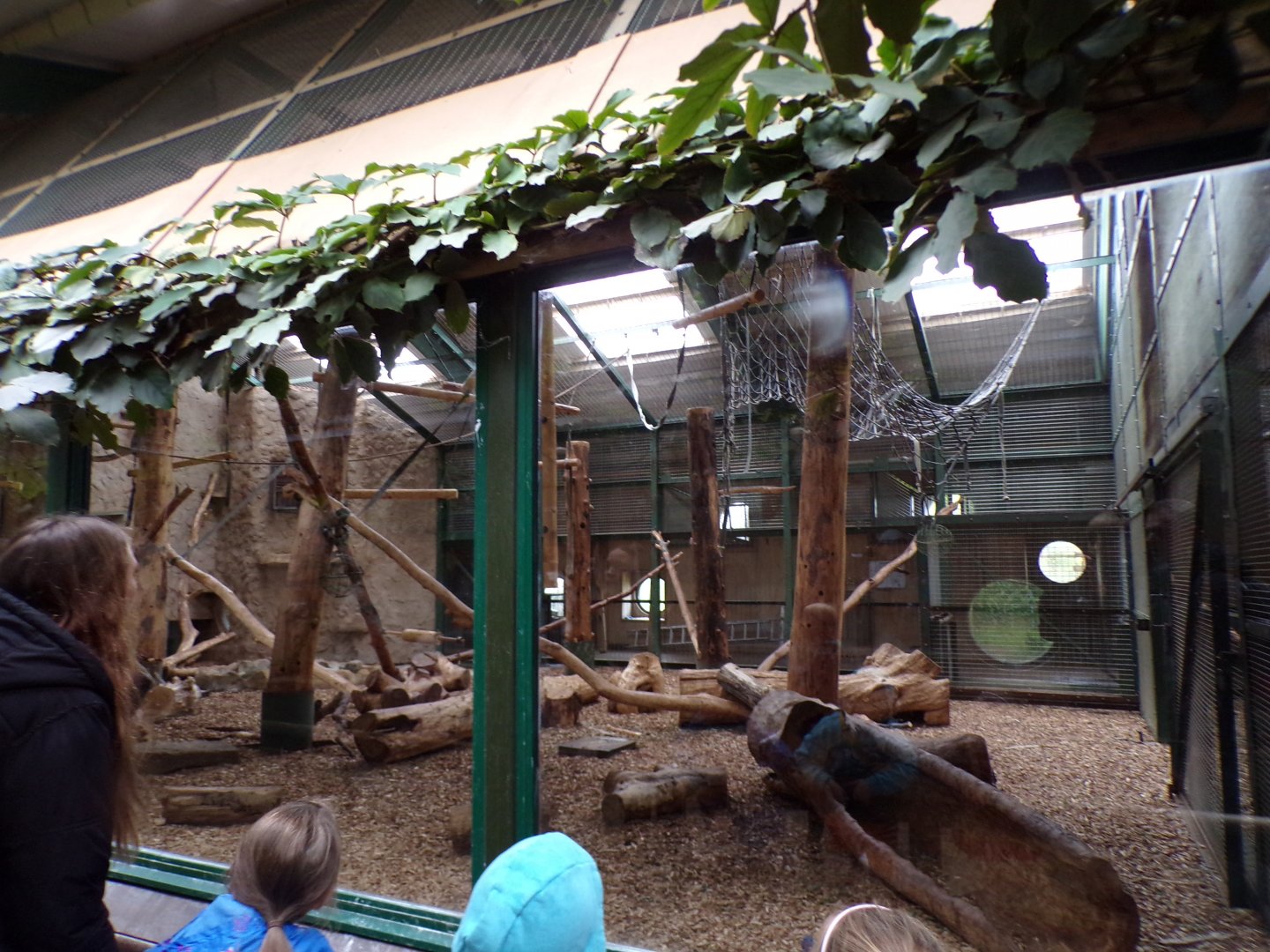 Roloway monkey indoors 29.6.24