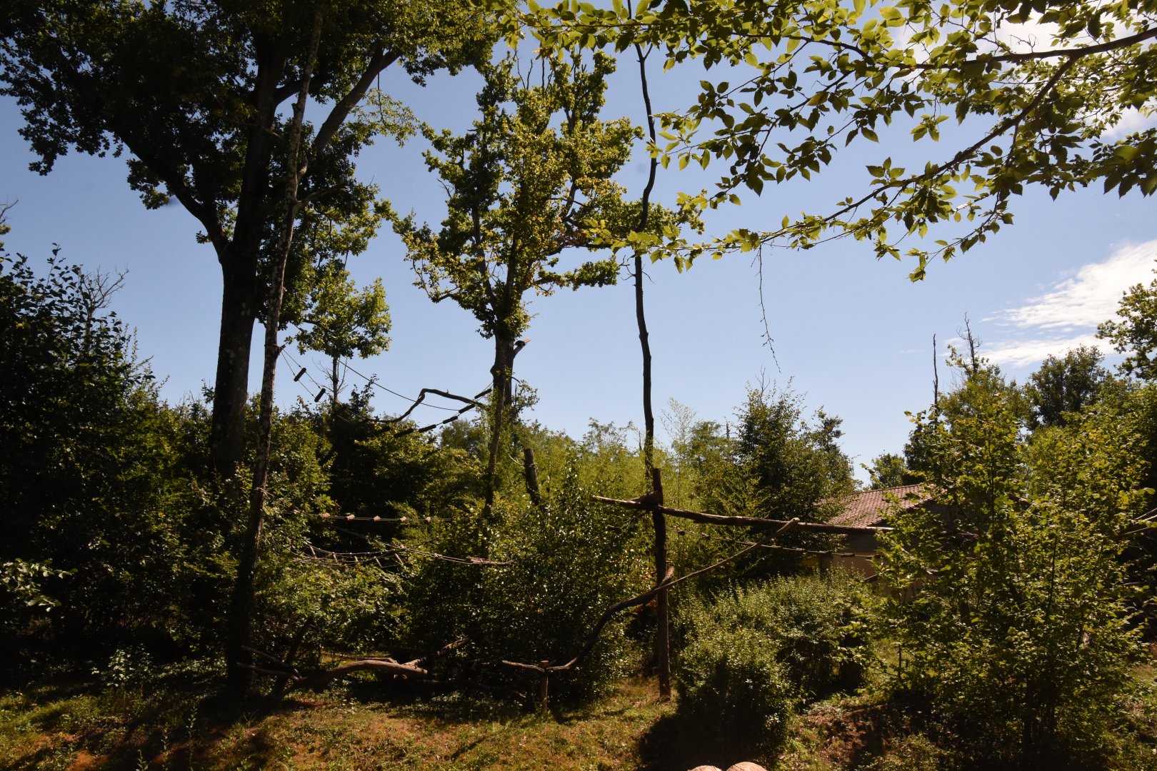 Roloway Monkey island