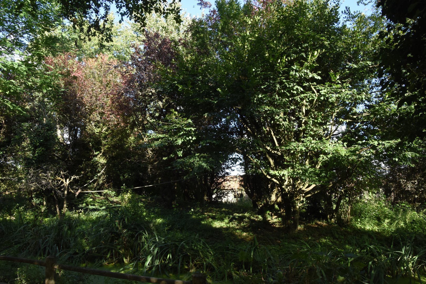 Roloway Monkey island