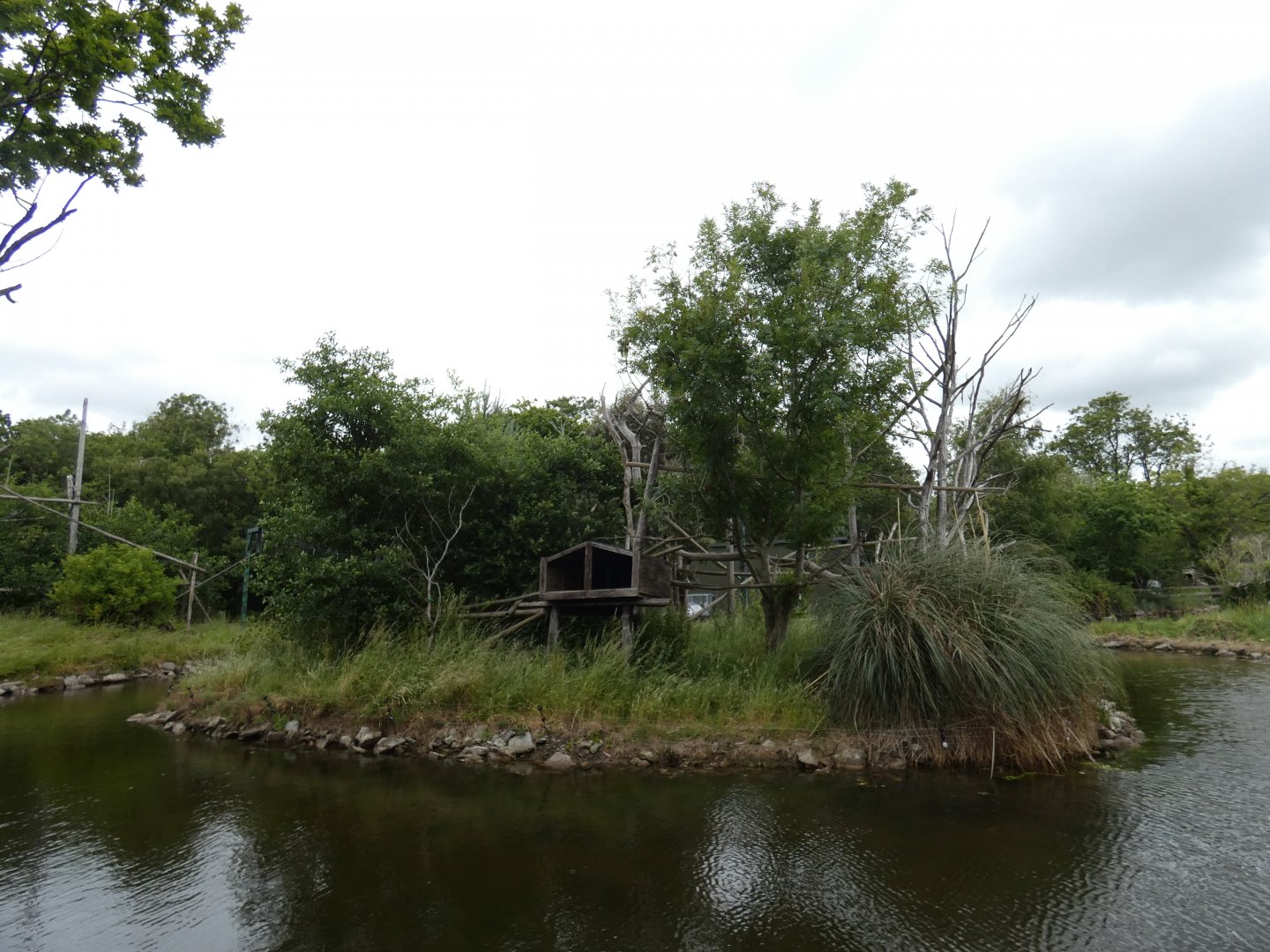 Roloway monkey island