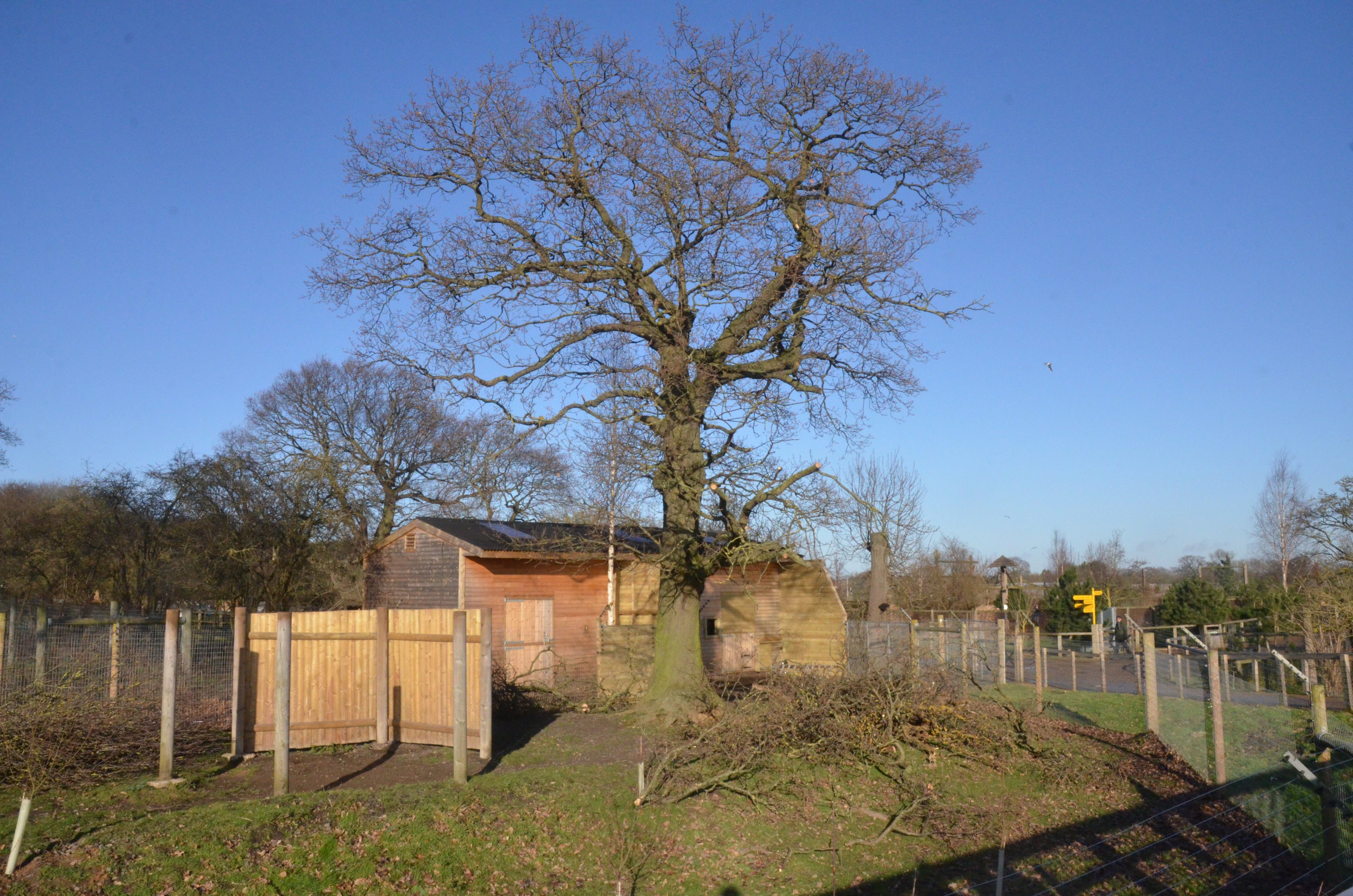Roloway Monkey Outdoor Enclosure Construction at Yorkshire WP, 18/01/20
