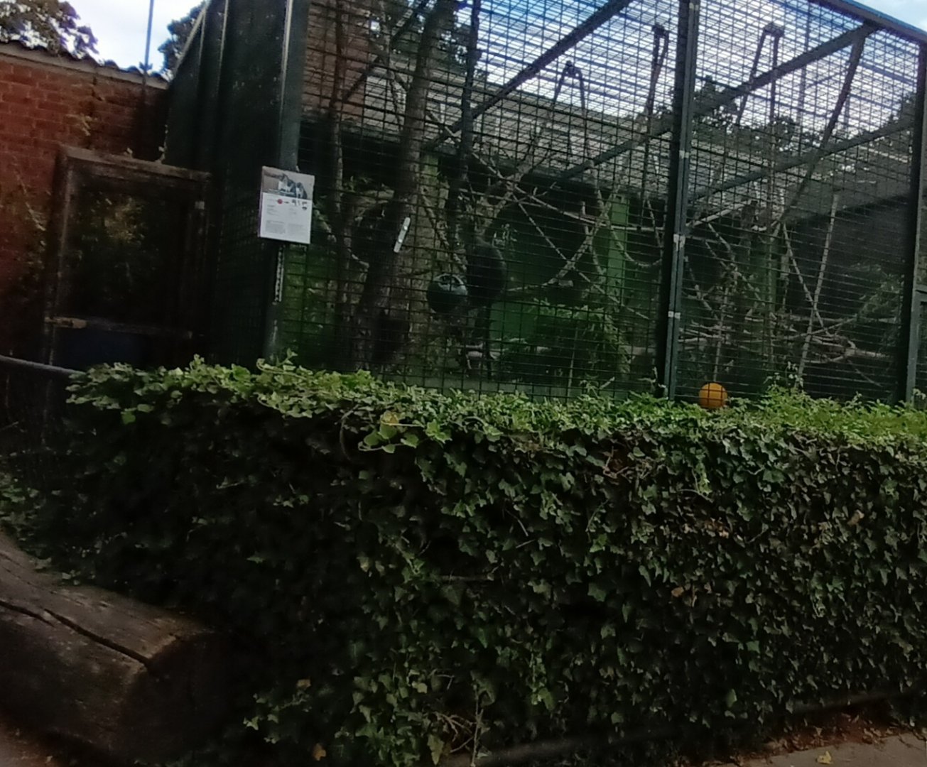 Roloway Monkey outdoor Enclosure