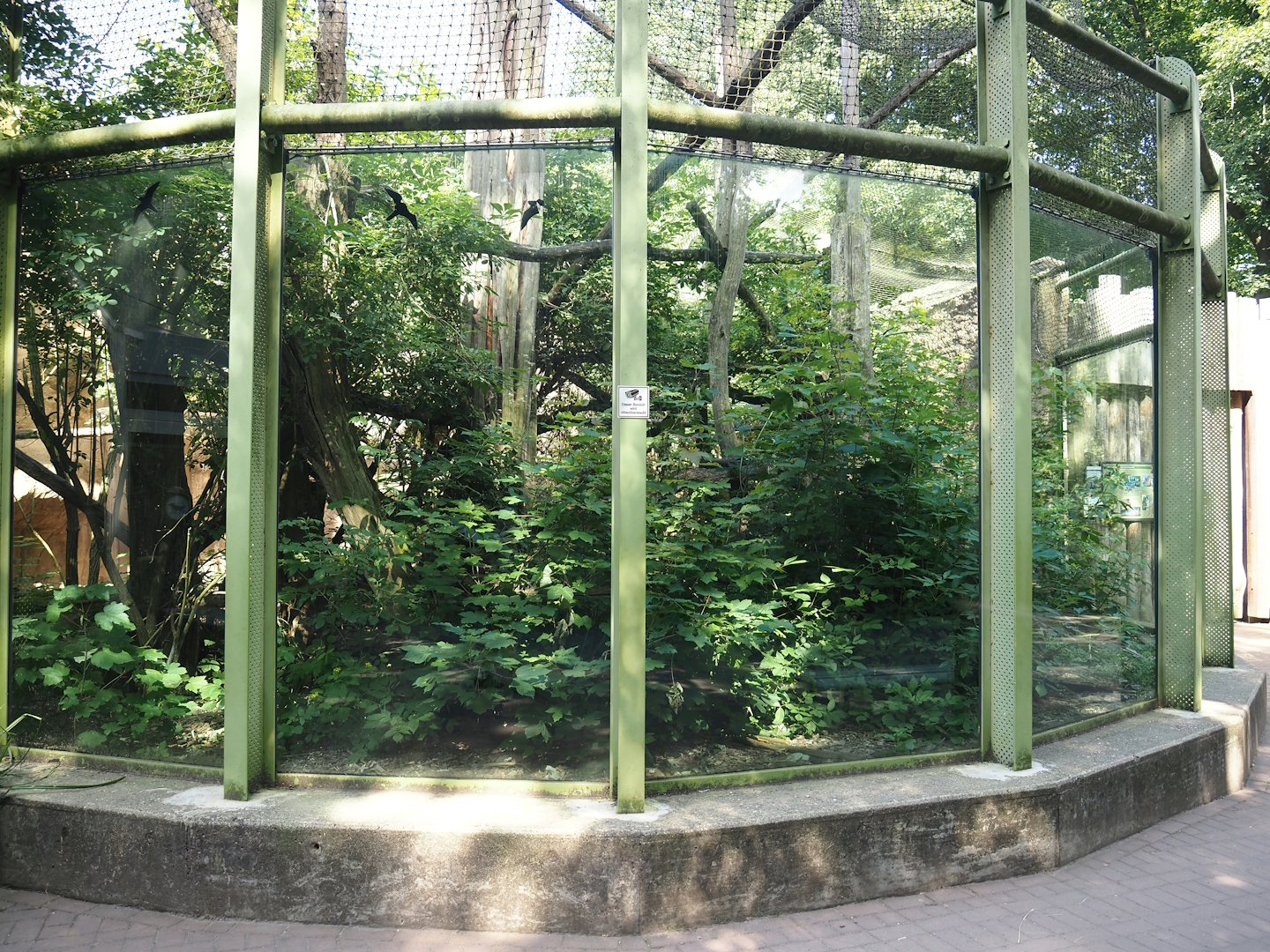 Roloway monkey outdoor exhibit, 2024-06-08