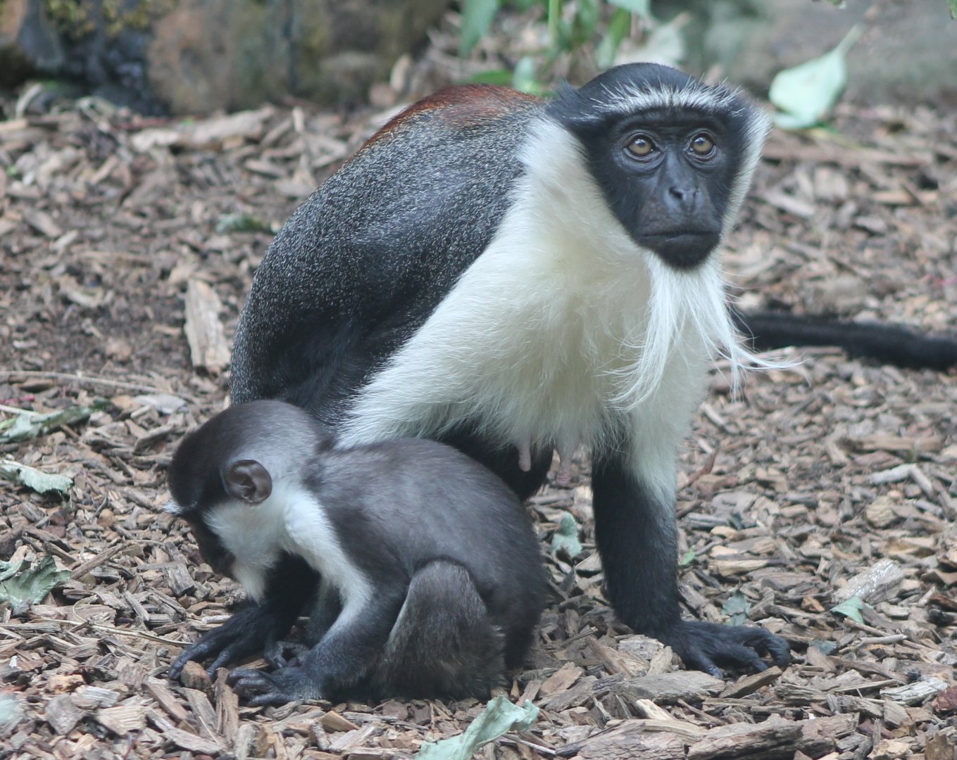 Roloway monkey with baby