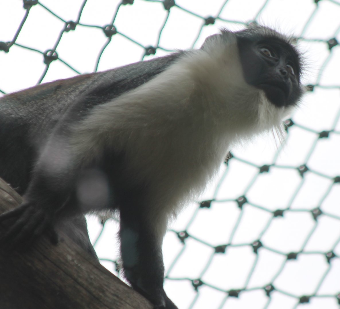 Roloway monkey - youngster