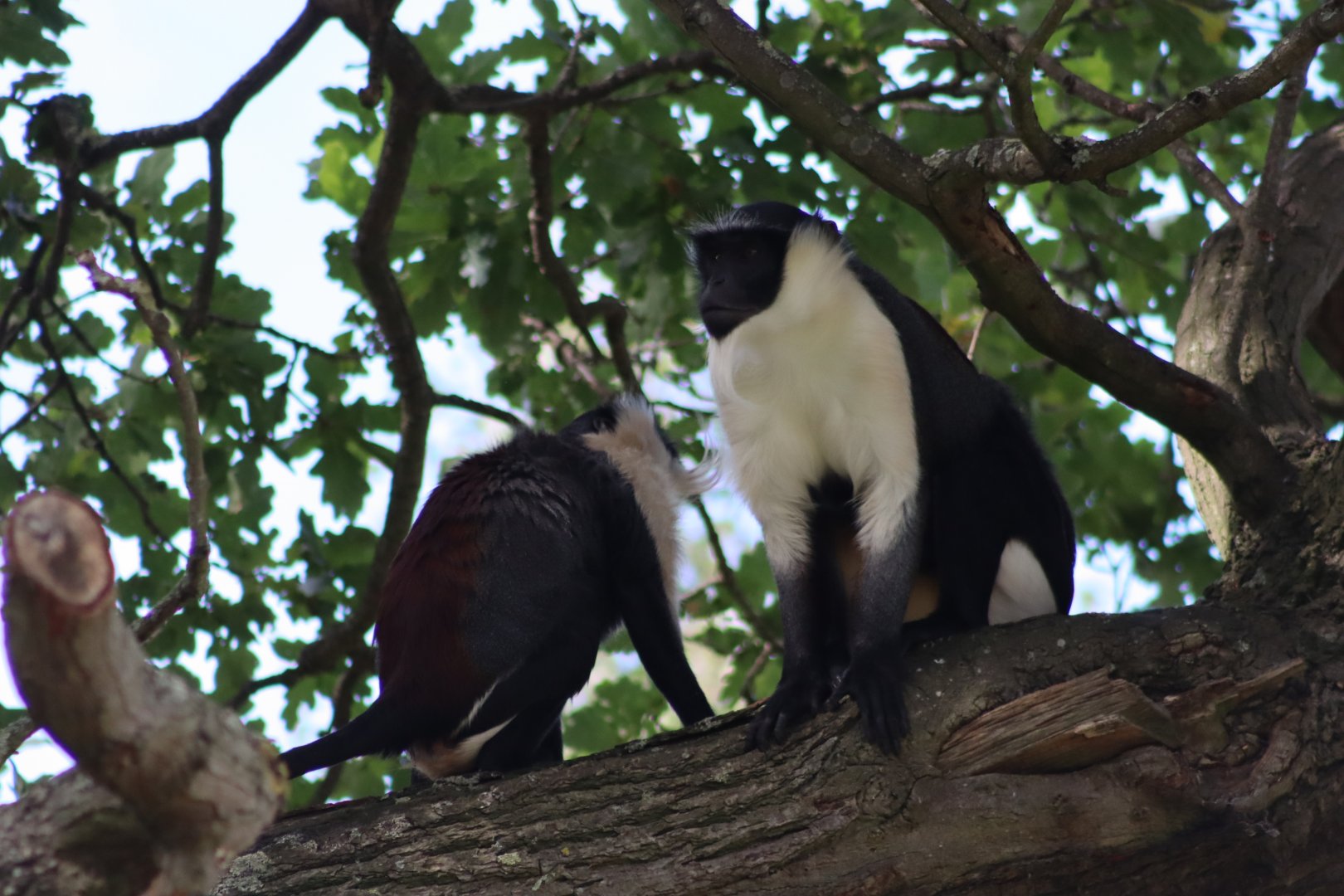 Roloway Monkeys - 30 July 2020