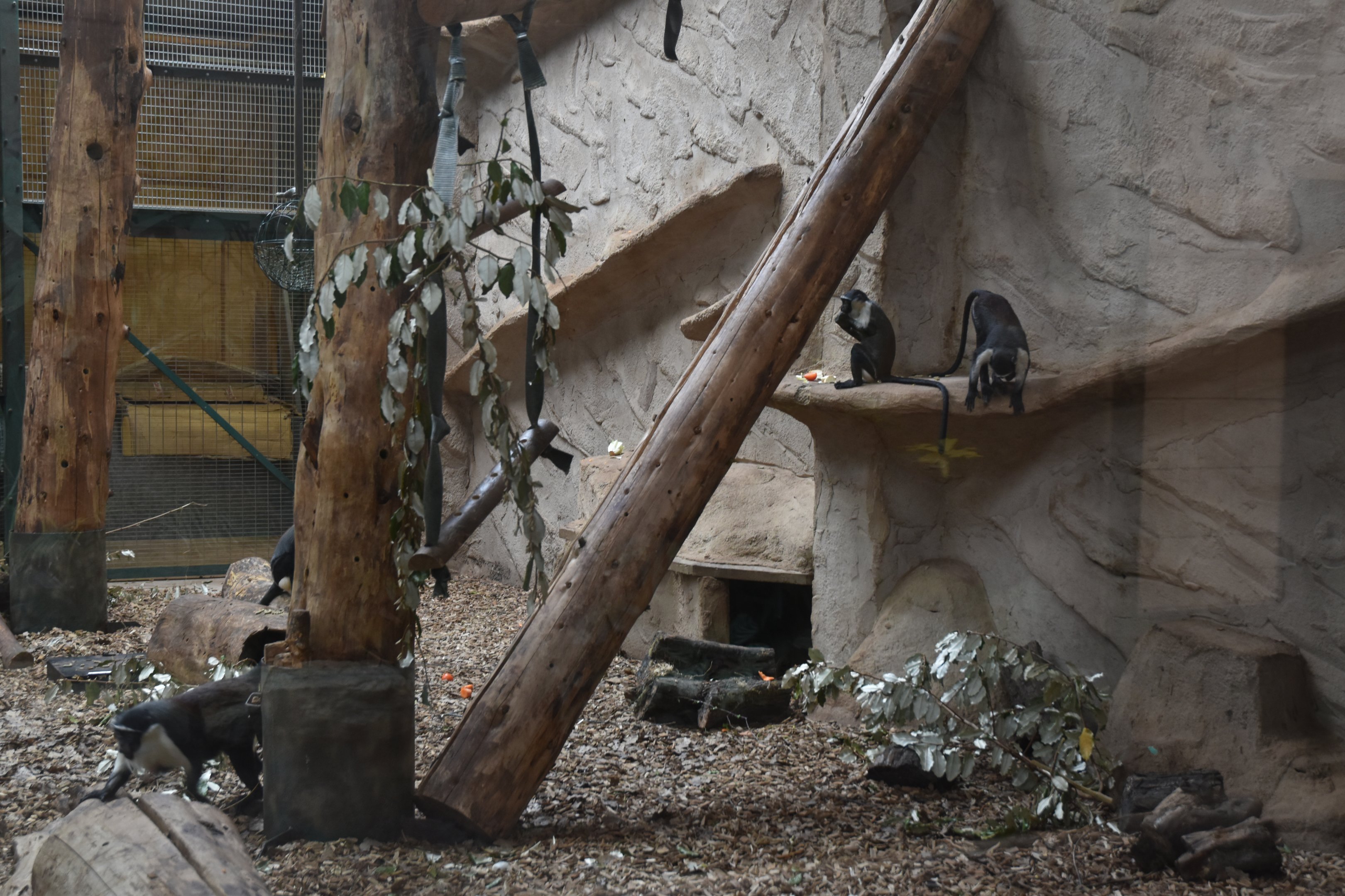 Roloway Monkeys in Monkey Islands at Chester, 18th April 2024