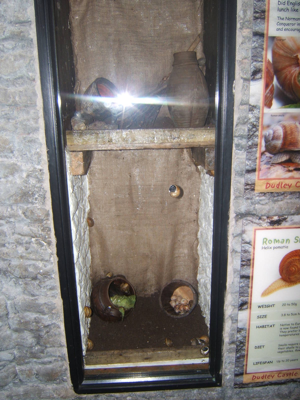 Roman Snail exhibit