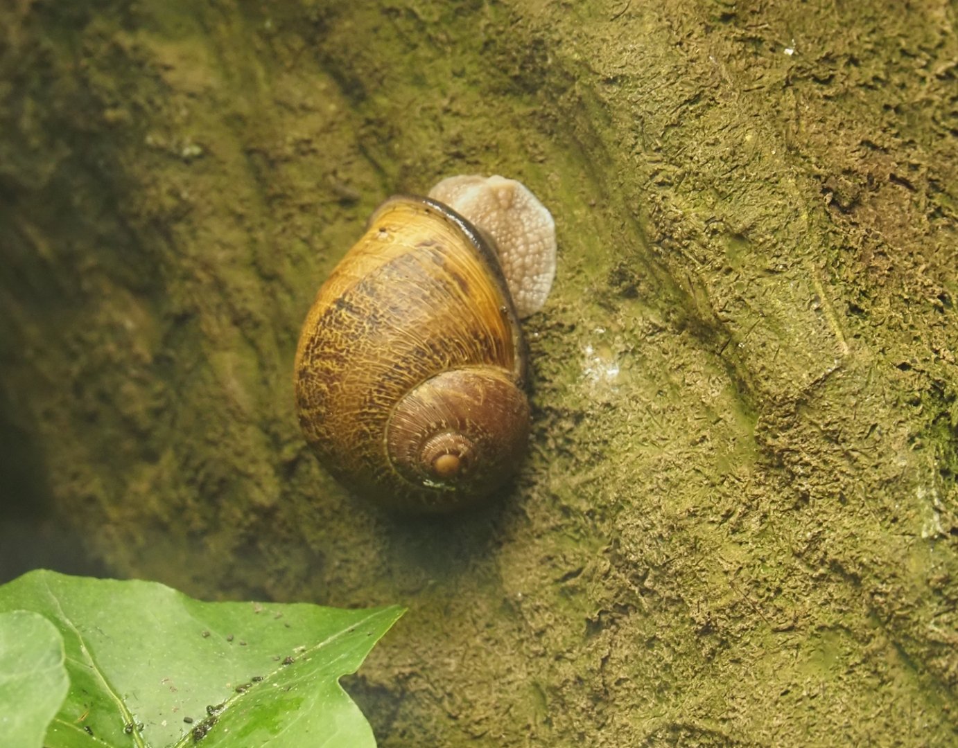 Roman snail (Helix pomatia), 2024-08-21