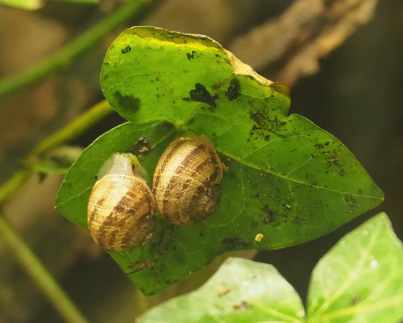 Roman snails (Helix pomatia), 2023-07-18