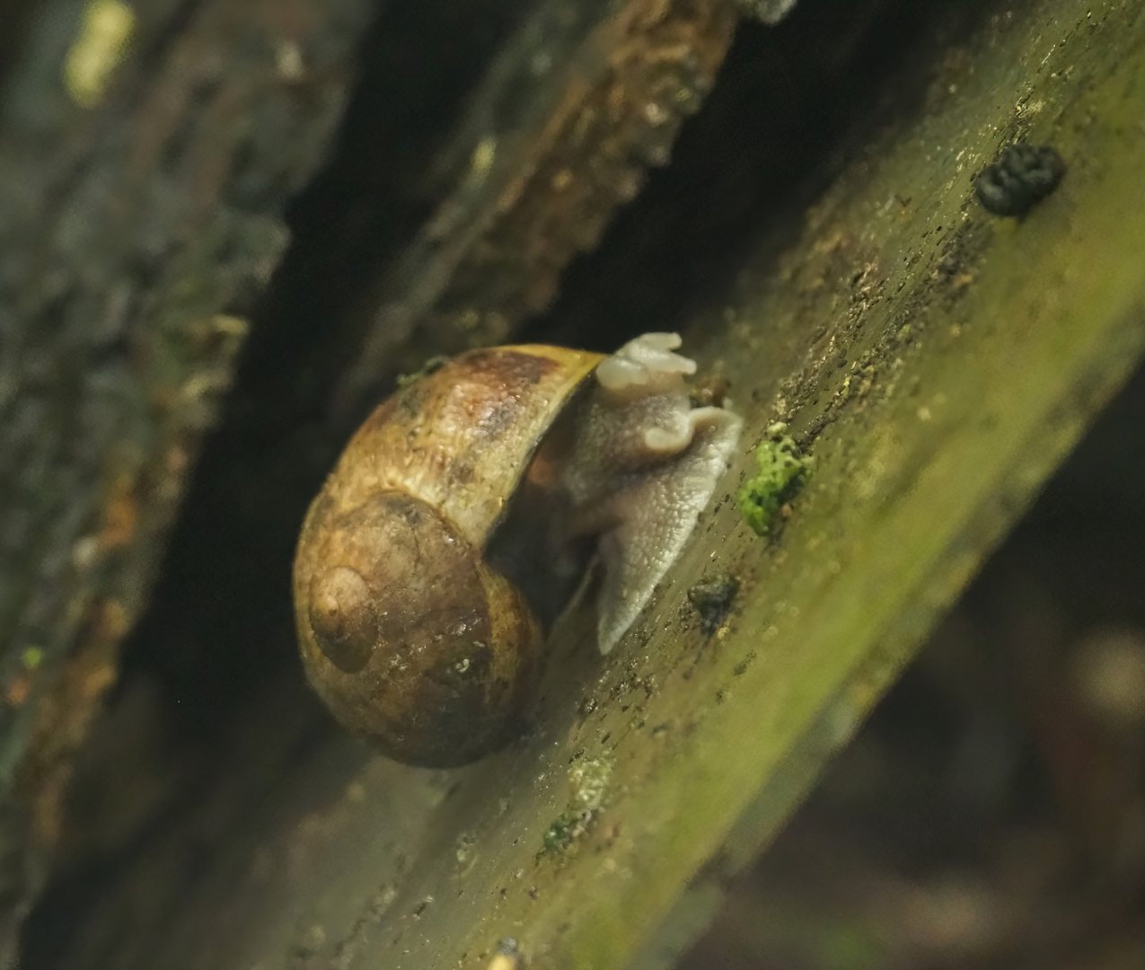 Roman snails (Helix pomatia), 2023-07-18