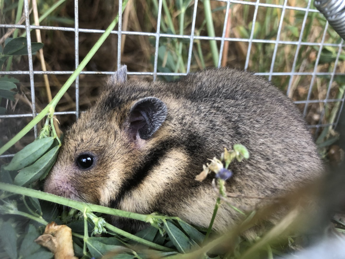 Romanian Hamster (Mesocricetus newtoni)