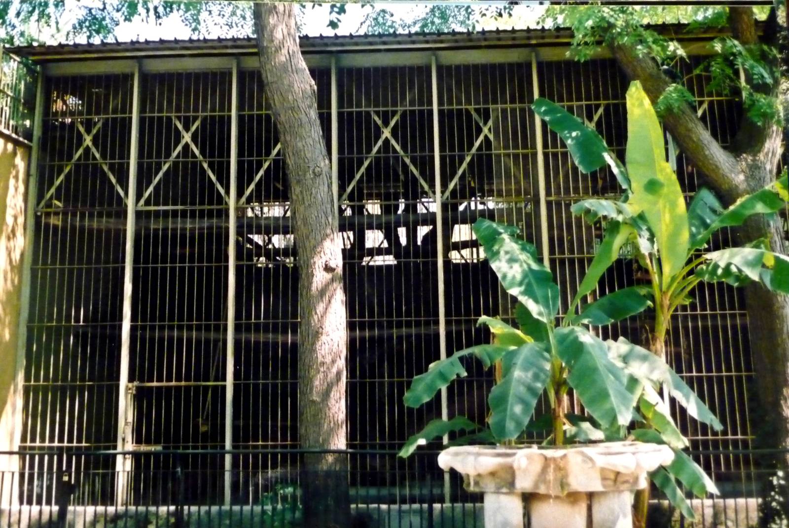 Rome Zoo Chimp cage