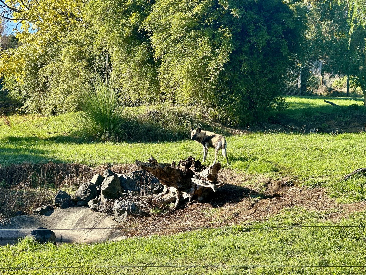 Romeo (African wild dog)