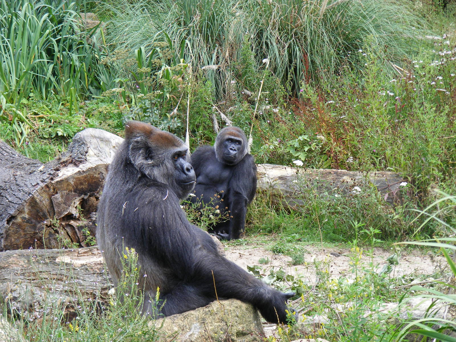 Romina and Salome the gorillas at Bristol Zoo, 1 August 2010