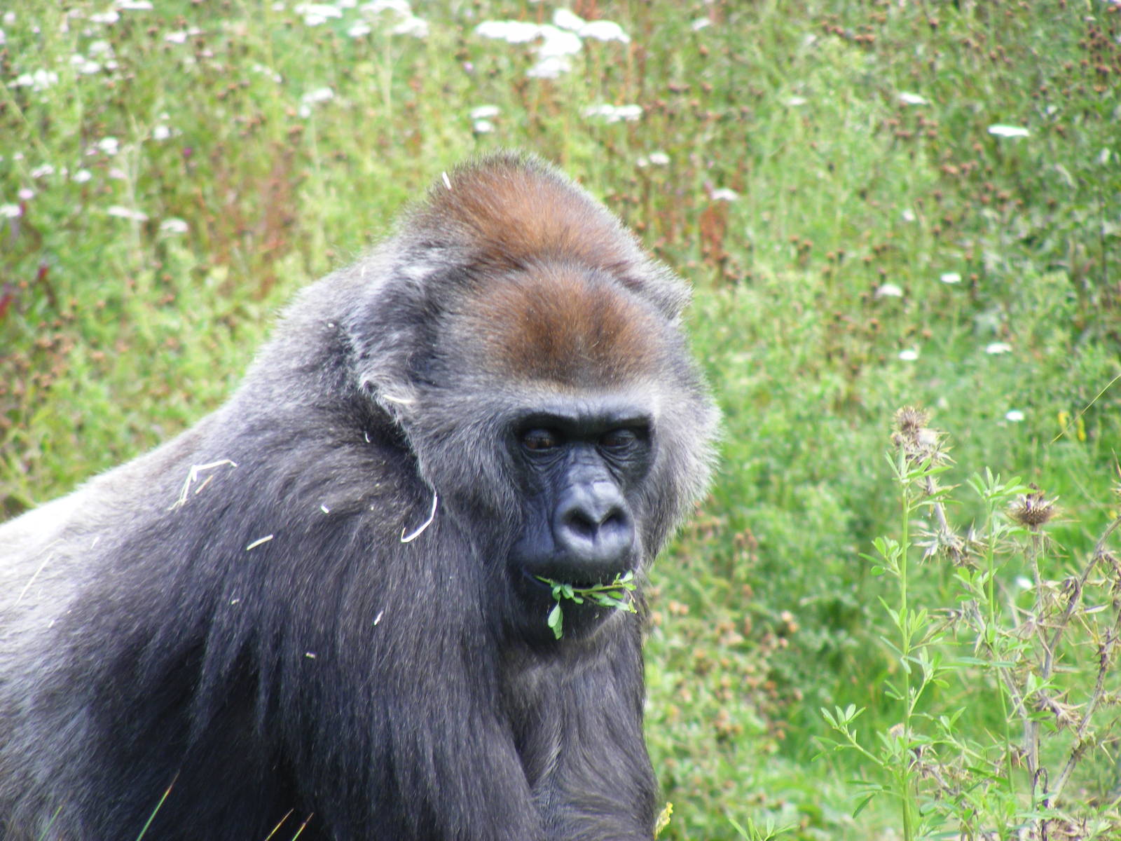 Romina the gorilla at Bristol Zoo, 1 August 2010