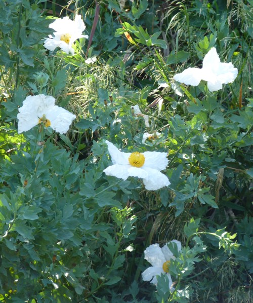 Romneya coulteri