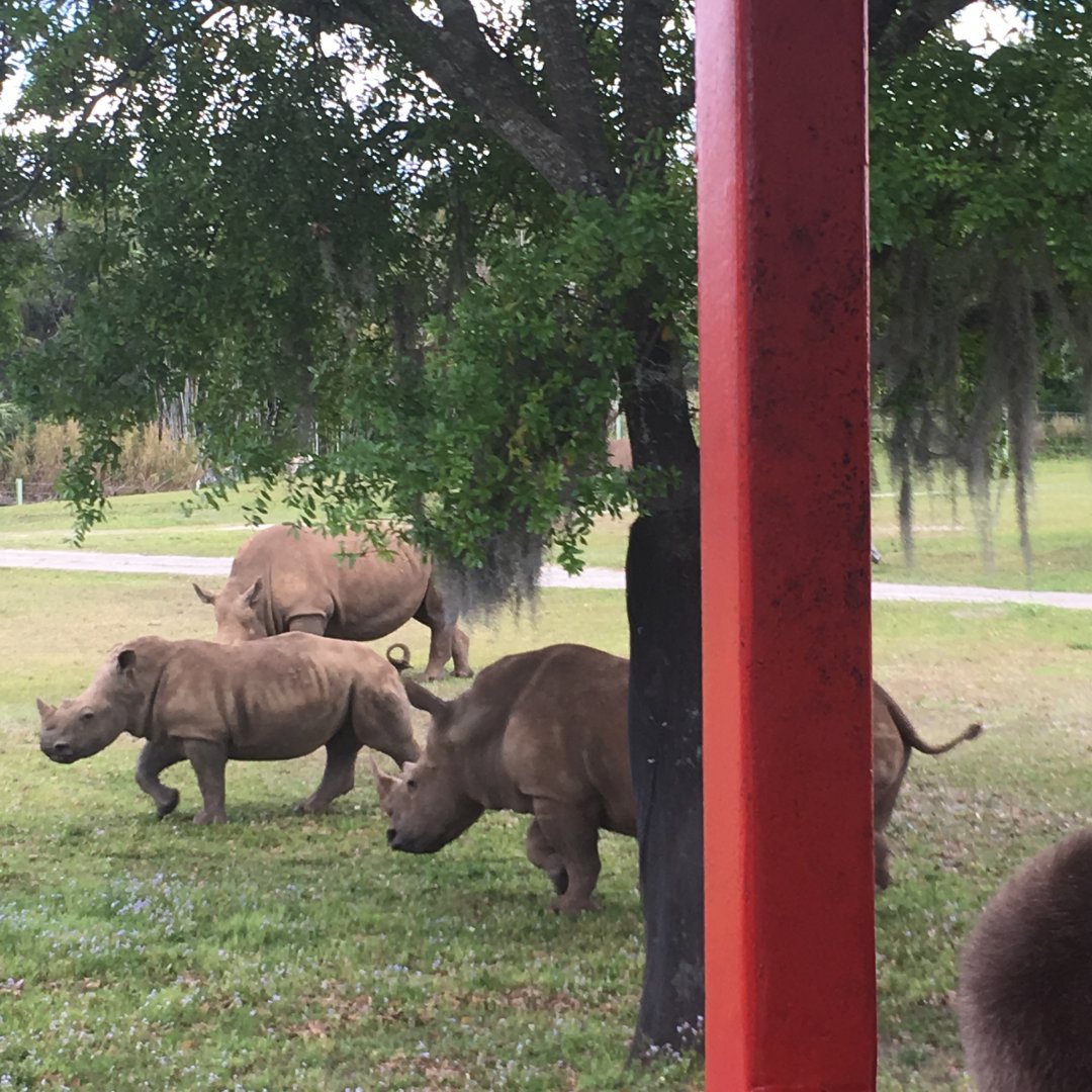 Romping White Rhinos