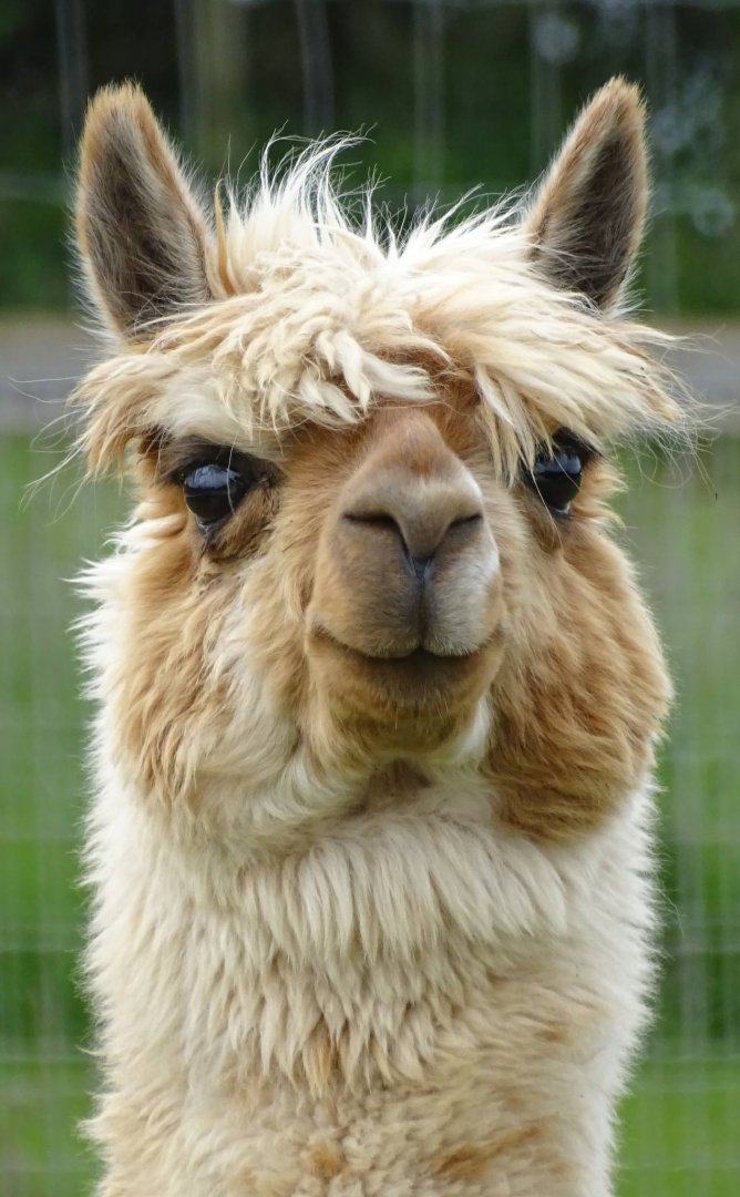 Ronaldo. Is there a lovelier Alpaca? 13th June 2024.