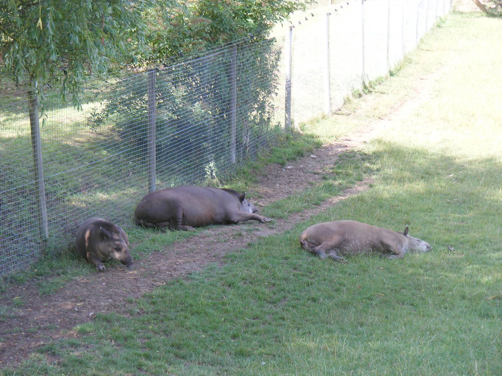 Ronaldo, Summer and Rio the Brazilian tapirs at Marwell Wildlife, 18 July 2