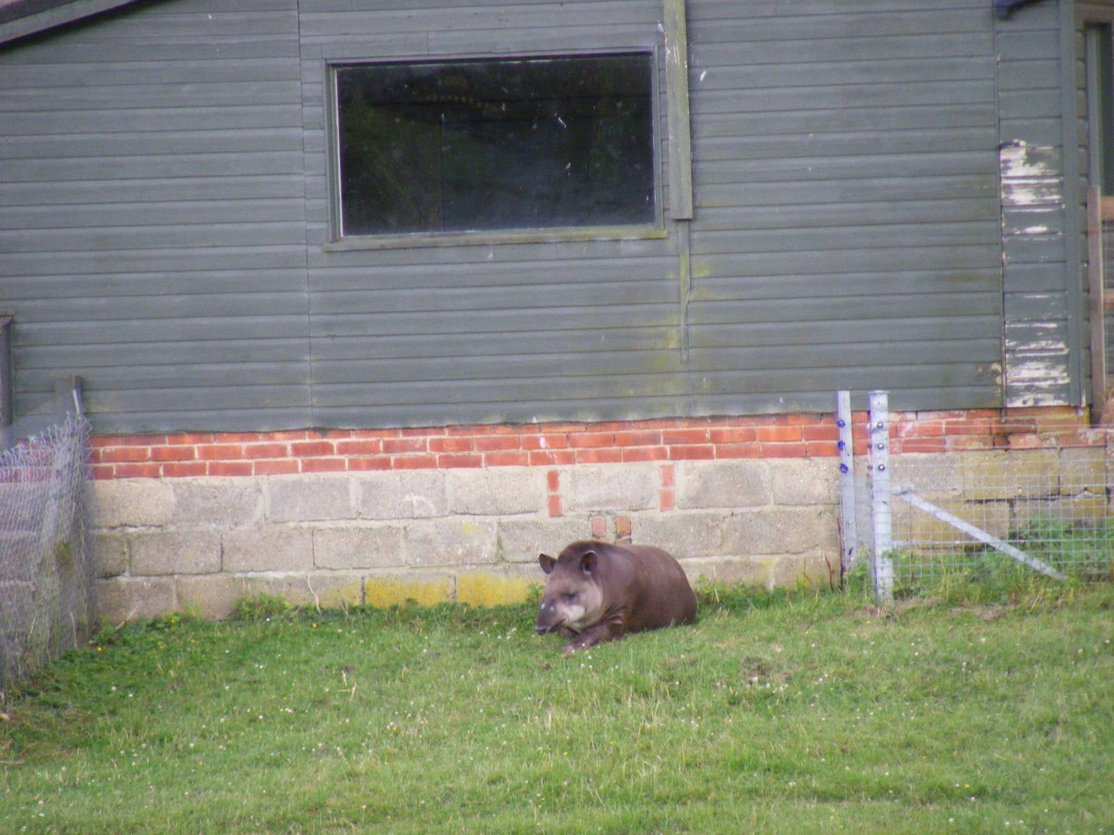 Ronaldo the Brazilian tapir at Marwell Wildlife, 10 July 2009