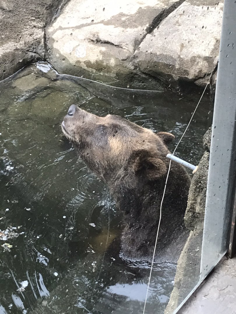 Ronan the Grizzly Bear