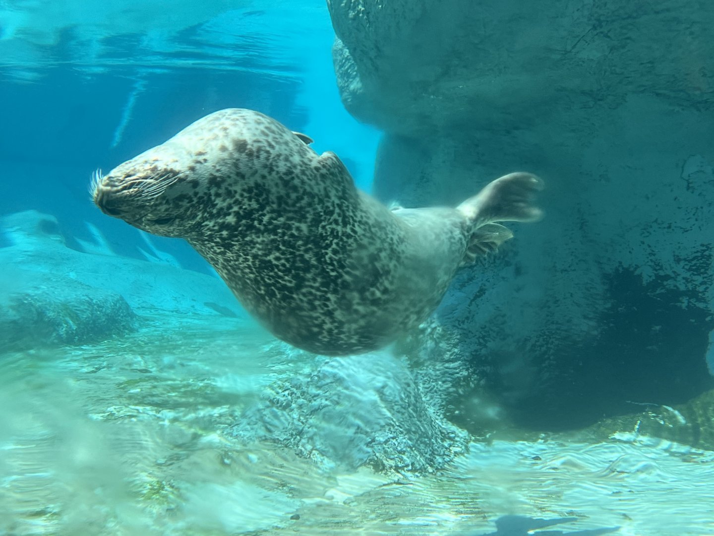 Ronan the Harbor Seal