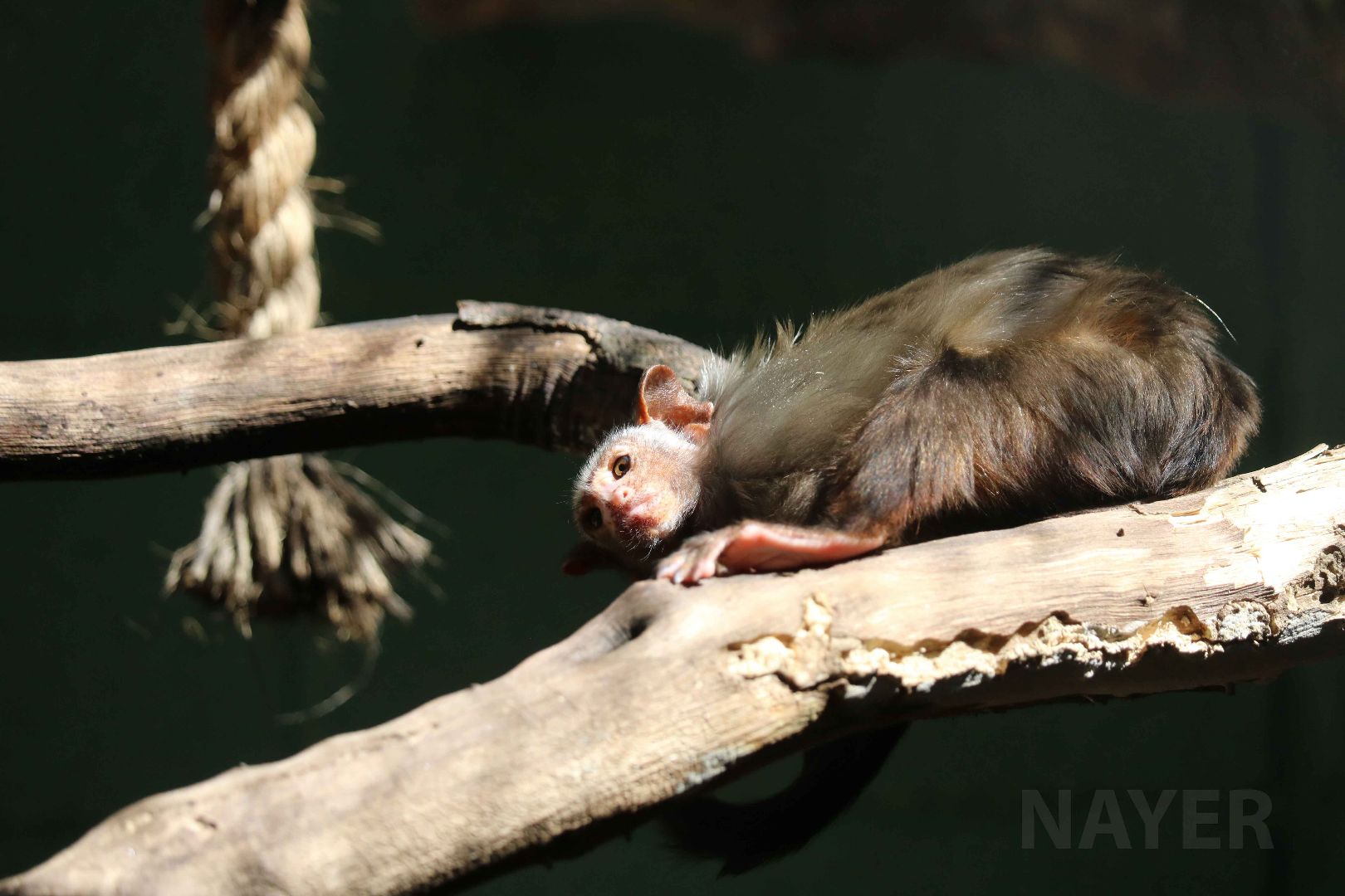 Rondon's marmoset, April 2016