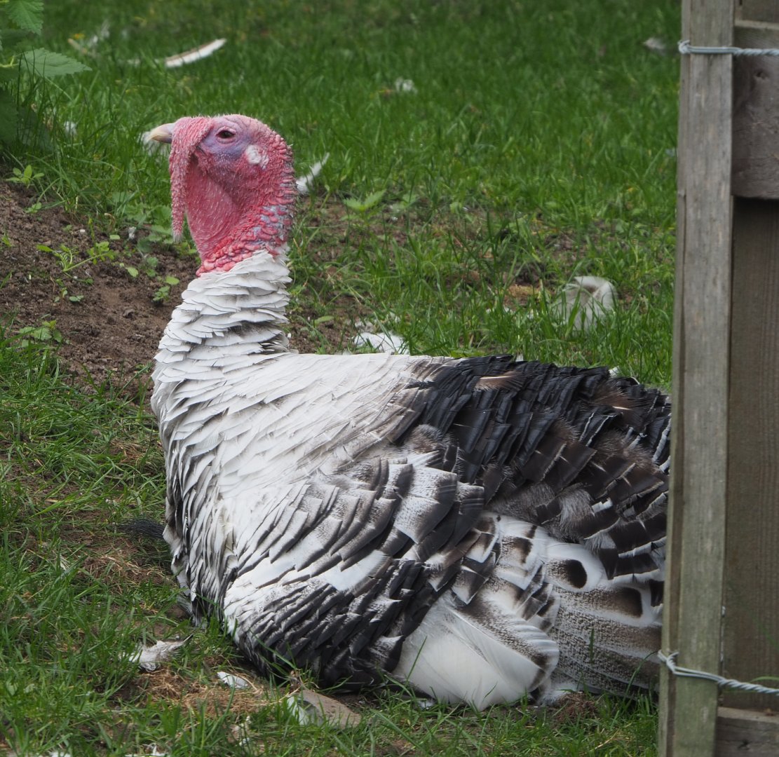 Ronquières turkey (Meleagris gallopavo domesticus), 2020-09-12